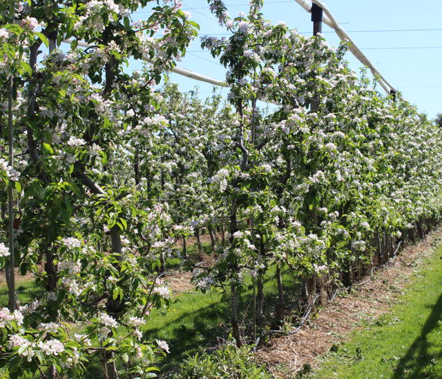 Boxford Farms Blossom Walk